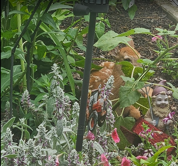 A hidden fawn nestled in a garden with blooming flowers 
