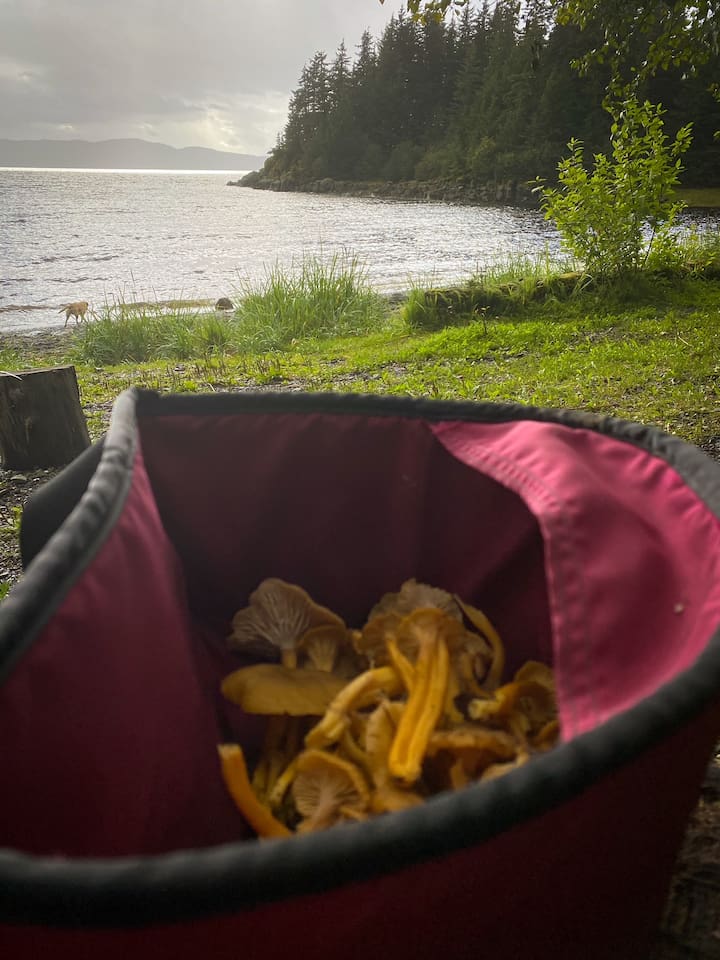 Loads of wild foraging opportunities and advice for all that are interested. 