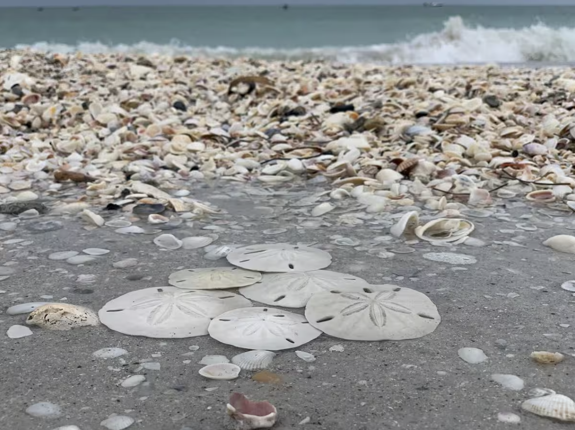 Shells for days!