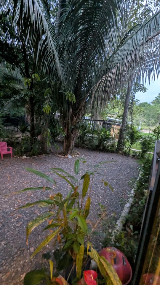 More backyard.