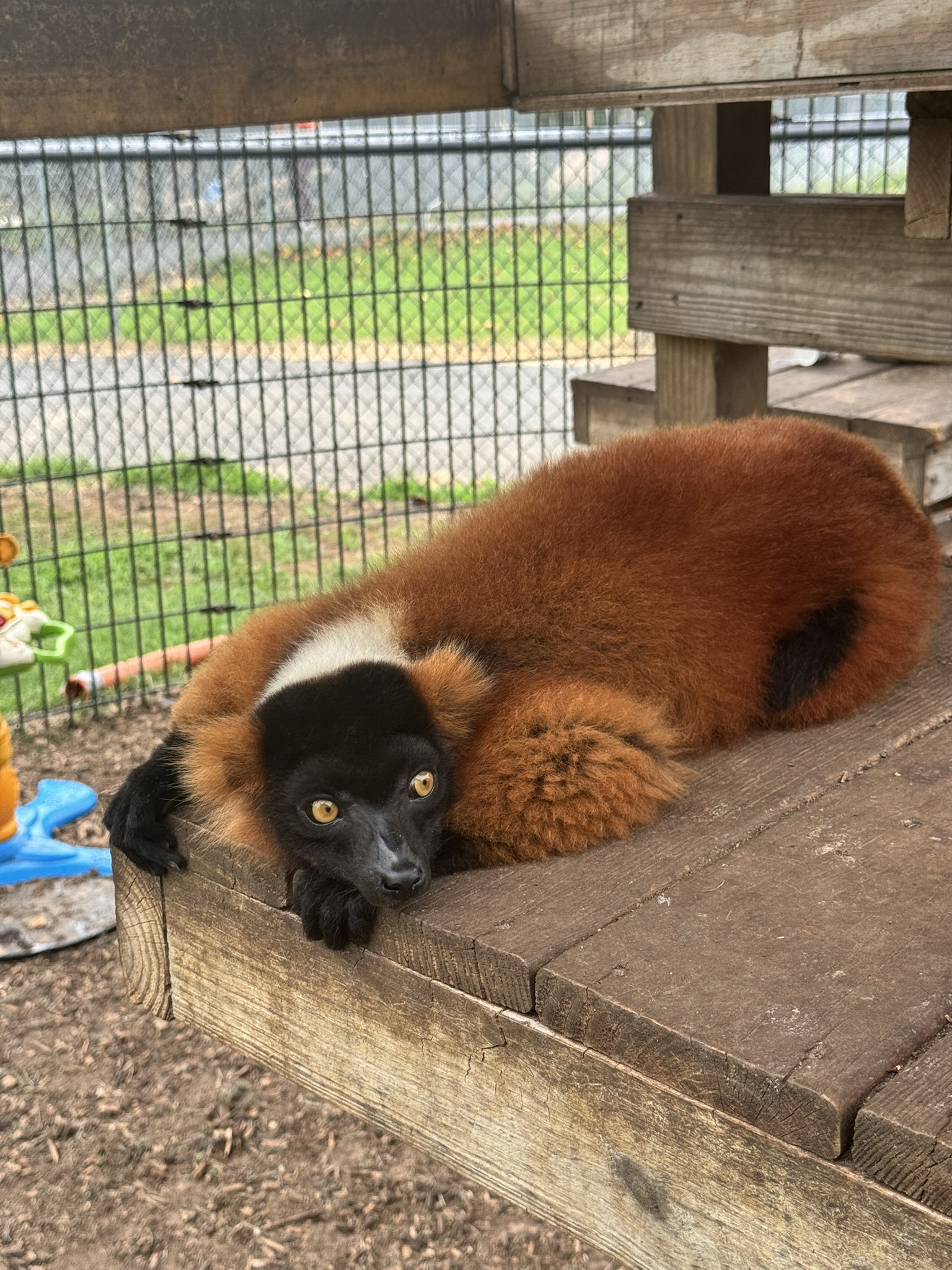 Catch a glimpse of our adorable red panda!