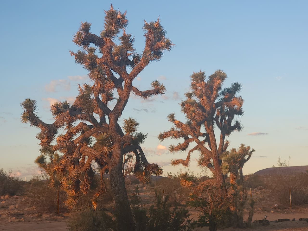 17 Joshua Trees on property that are hundreds of years old. 