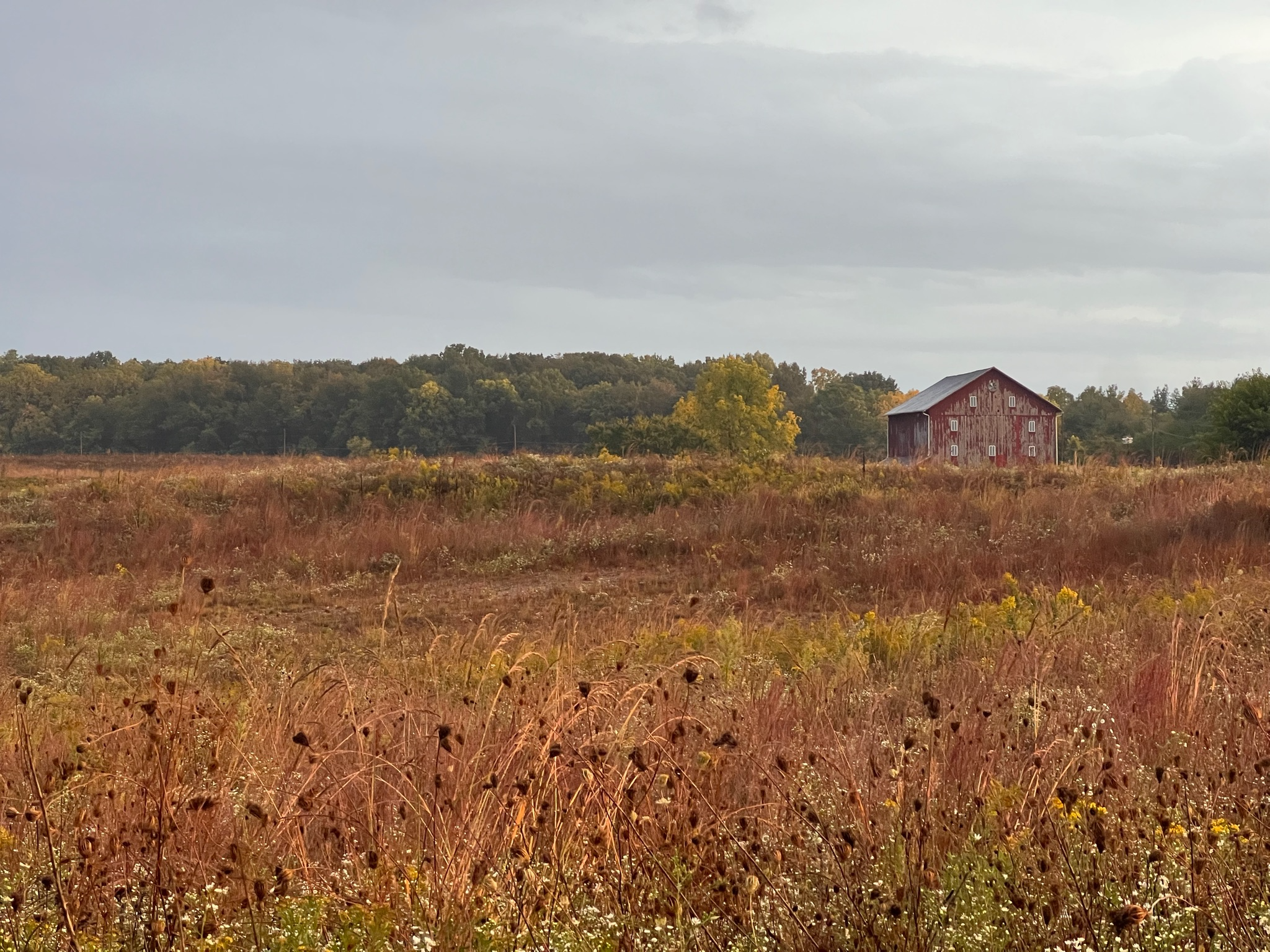 Wildflower Field in the Fall
