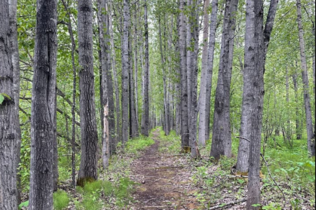 Nearby hiking trail - Matanuska River Trail
