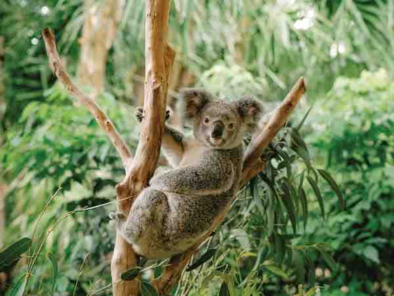 Daisy Hill Koala Centre (5 min drive)