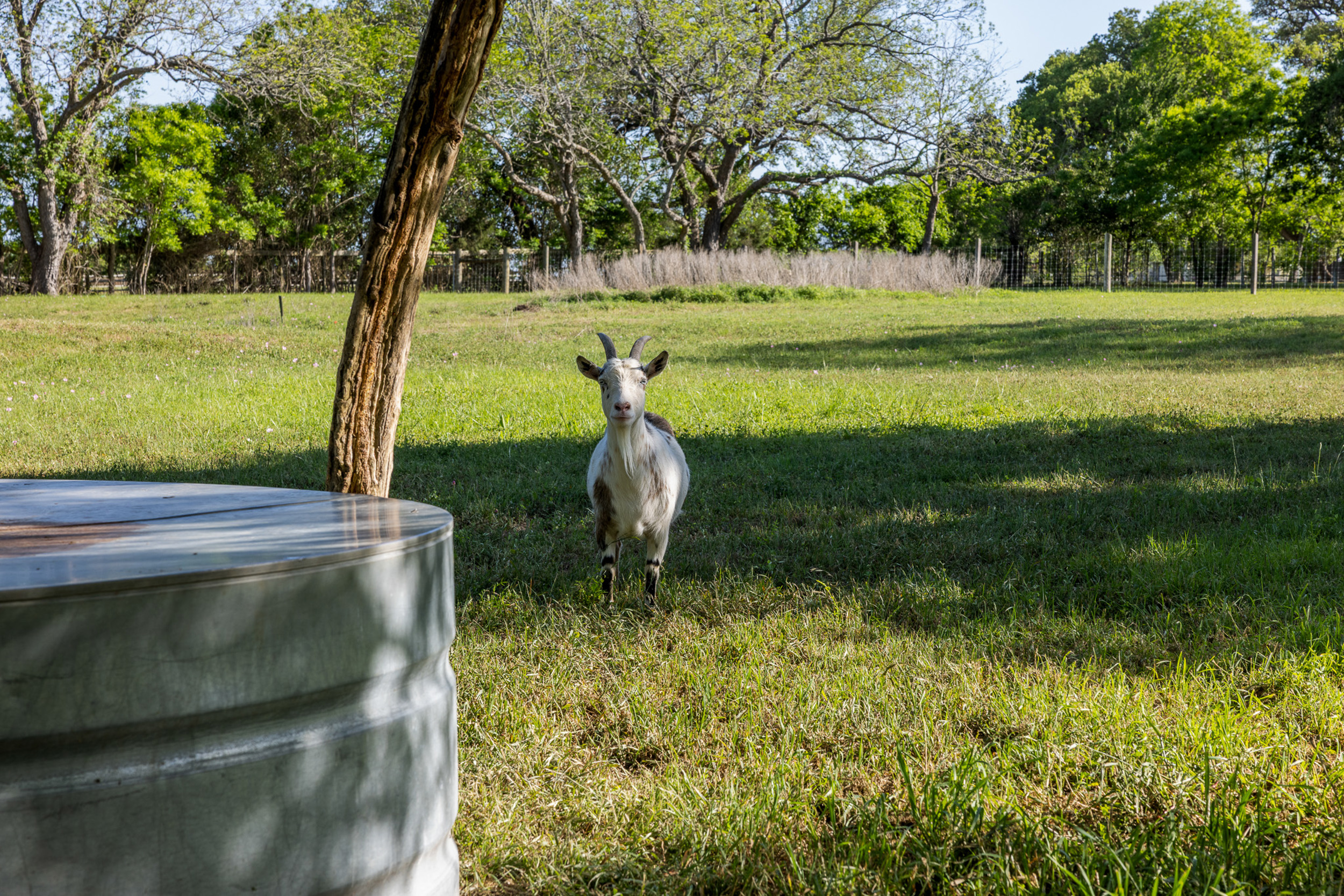 friendly goats