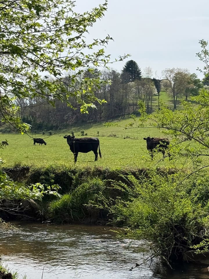 Cows grazing just across from the private deck.
