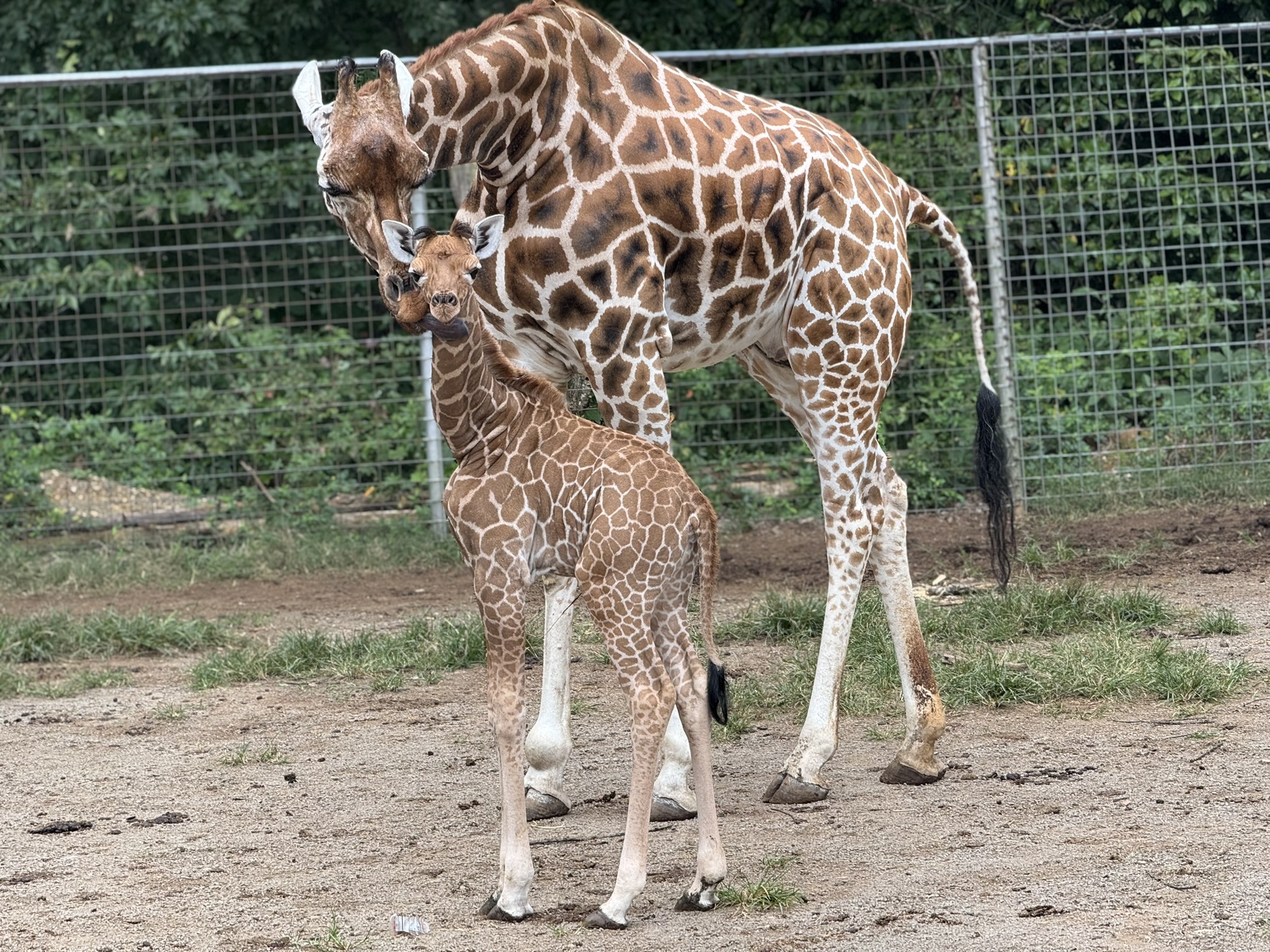 Witness heartwarming moments like this when you book your stay! Get up close to our gentle giraffe and its adorable baby.