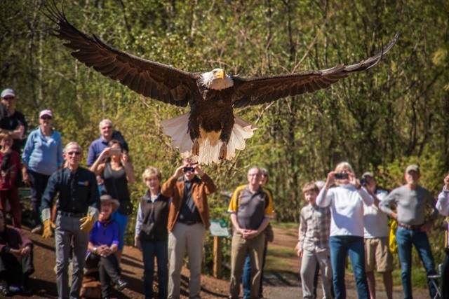 Get up close to local wildlife at the Wildlife Recovery Centre