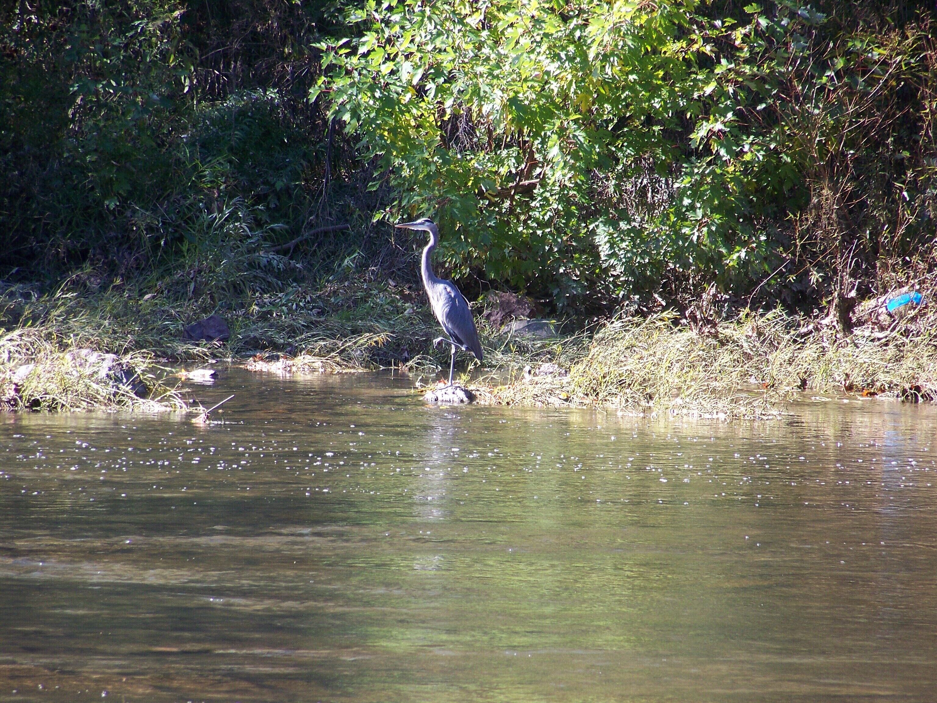 gorgeous great blue heron