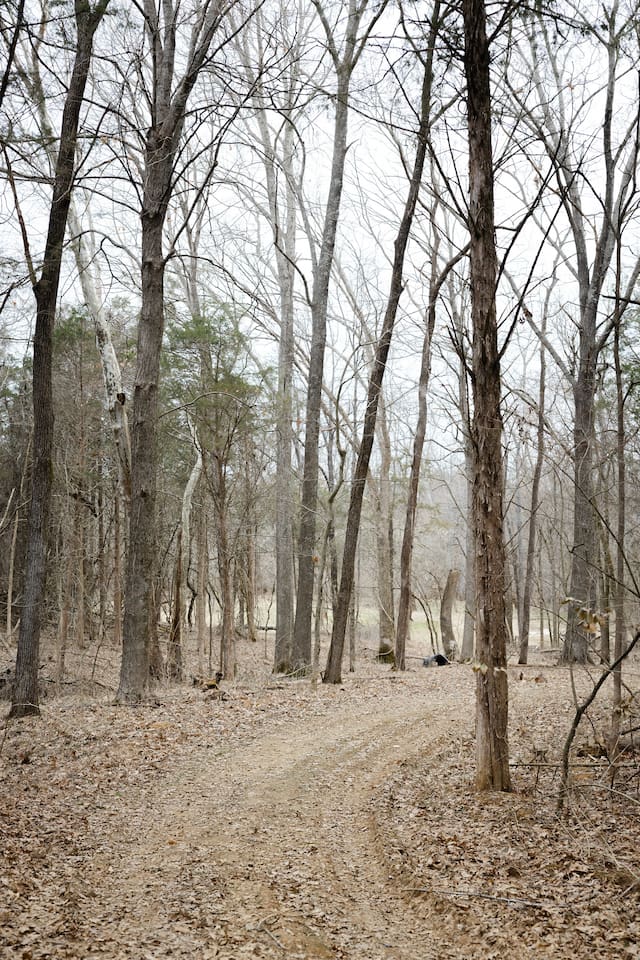 22 acres of spacious front/back yards, open fields, wooded trails, and access to Floyd's Fork creek. This is a view of the trail from the far edge of the backyard to the lower field by the creek access. 