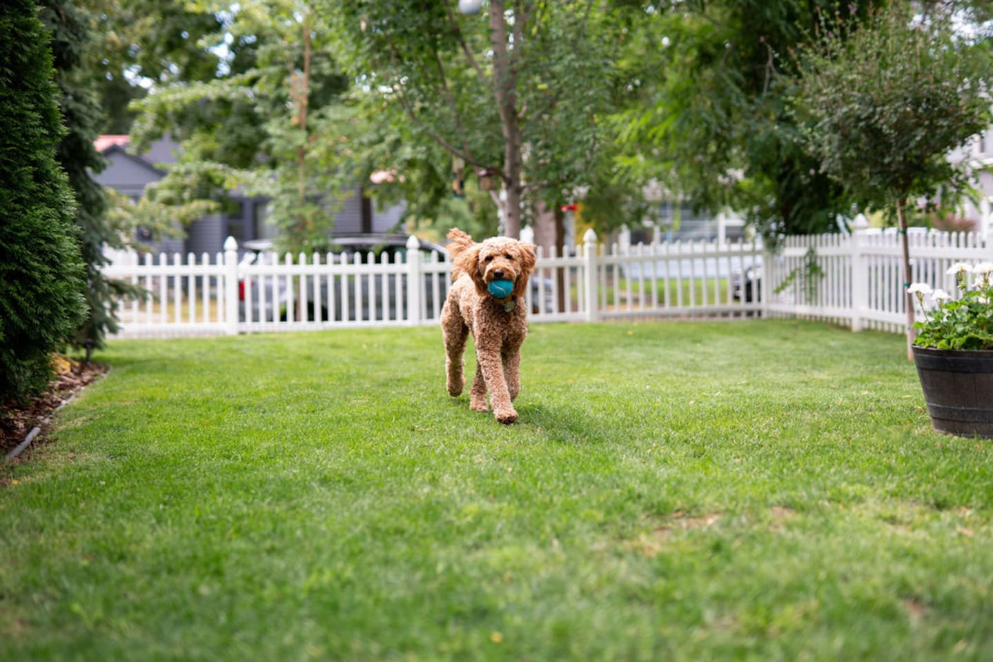 Bring your pups to enjoy our fully fenced yard! We're in a dog-friendly community with easy sidewalk access to downtown and the local dog park. Many amenities are complimentary so you can pack light—just inquire for details!