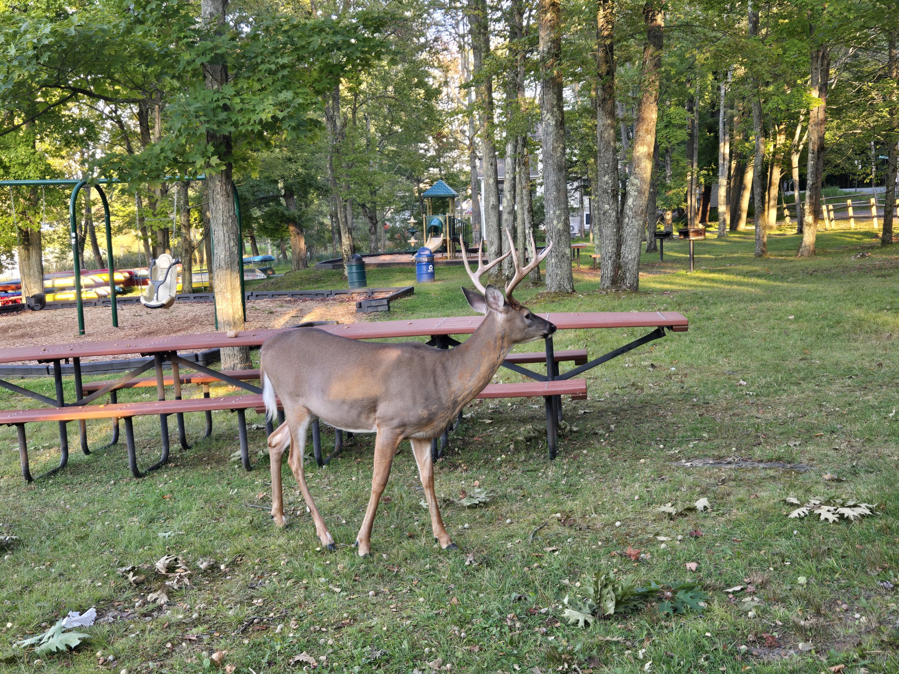 Wildlife - Arrowhead Lake - Serhii Vacation Rentals