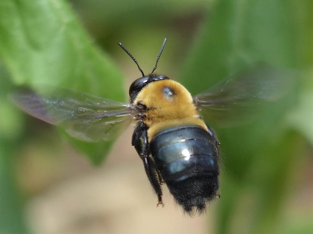 carpenter bee