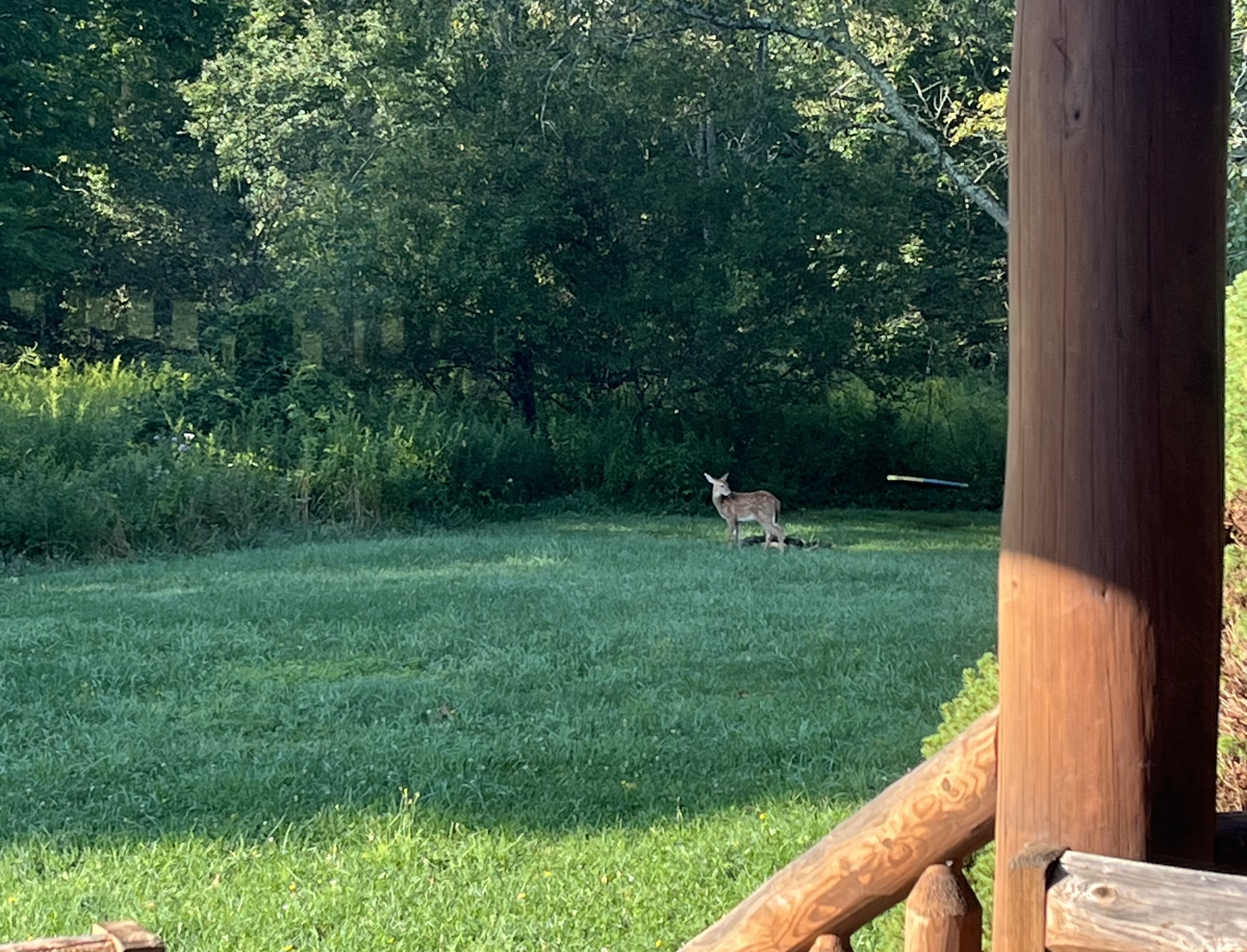 Little fawn in the front yard. His momma came up about 2 minutes later and they walked into the woods! 