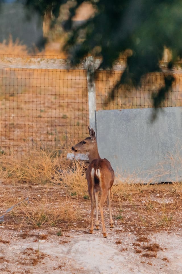 Wildlife on the property