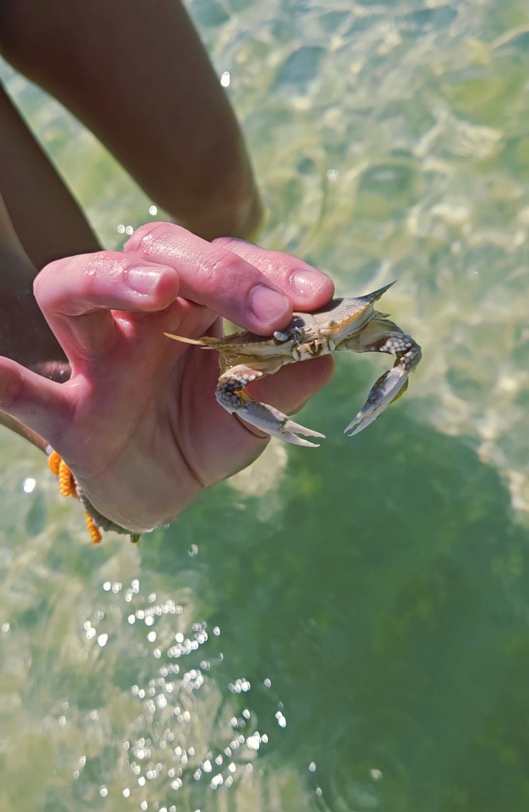These are just a few of the sea creatures you can fine in clear water of PCB.
