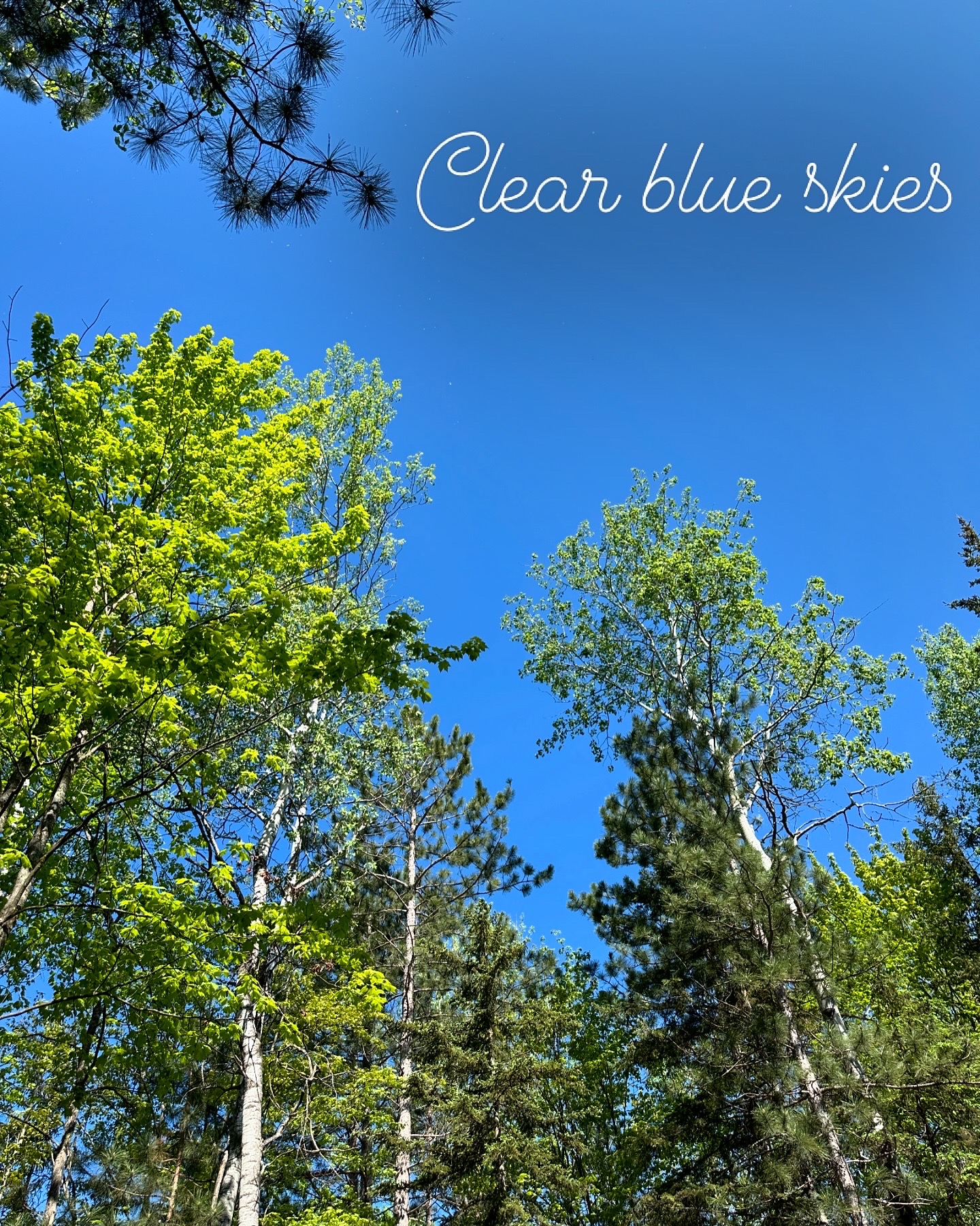 Blue Skies through the trees