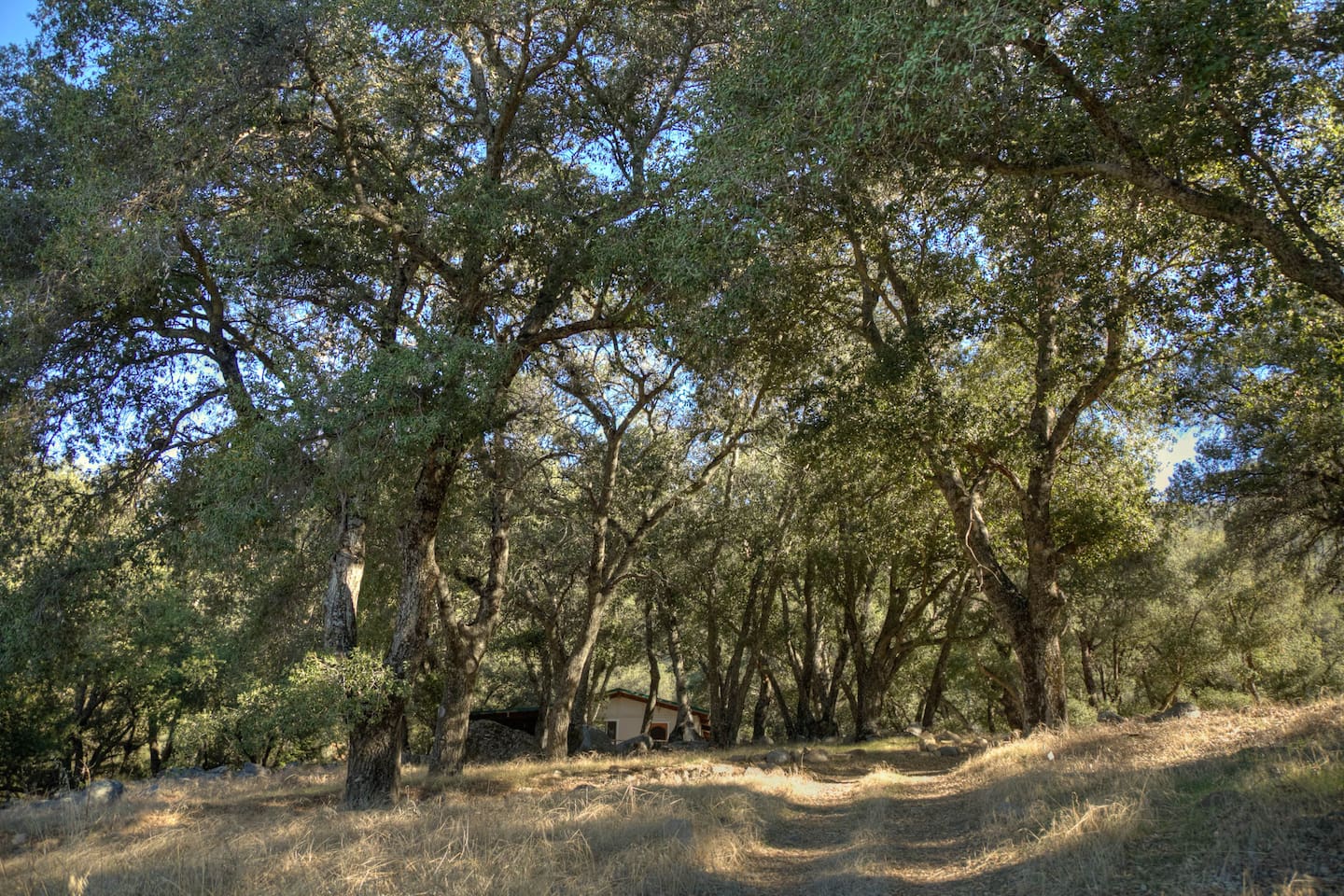 More trees!