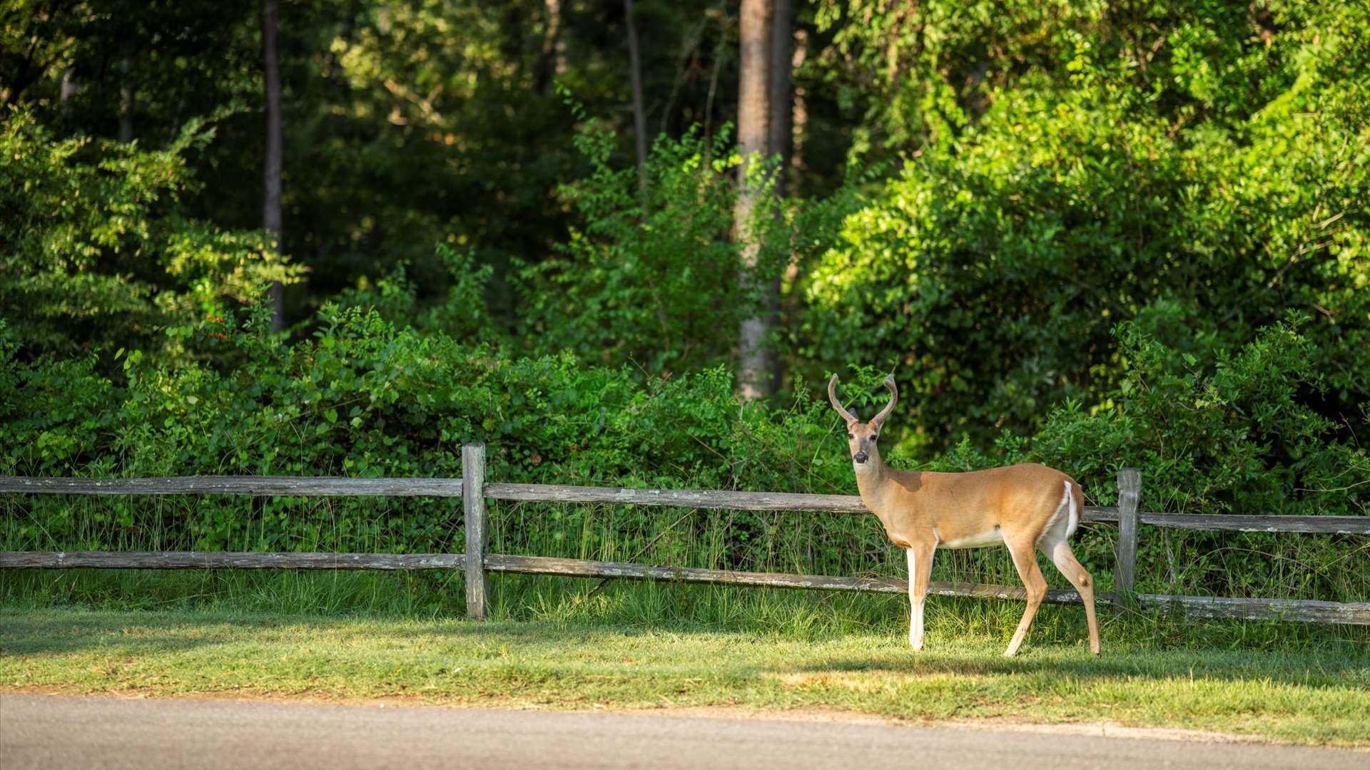 These beautiful creatures roam freely—keep an eye out, and if you're quiet, you might spot a baby or two! They frequently visit our property, adding to the peaceful, natural charm of the area.