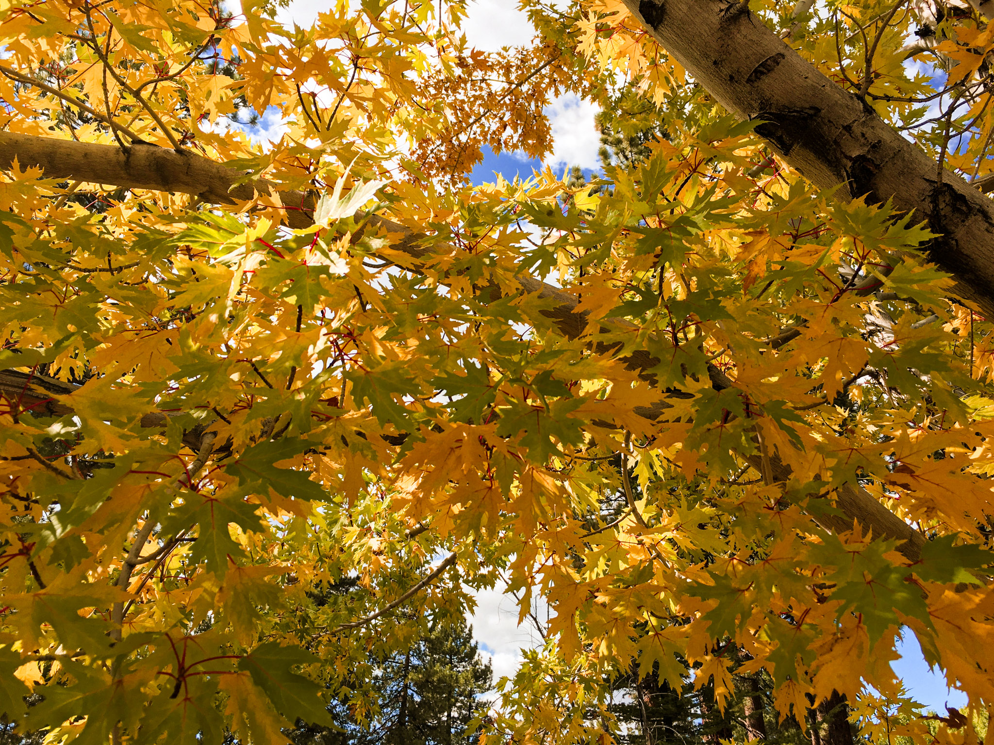 Maple leaves turning gold