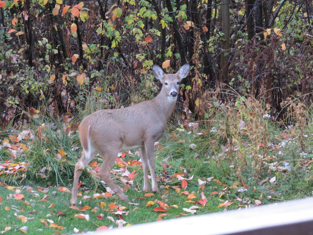 Another neighbor