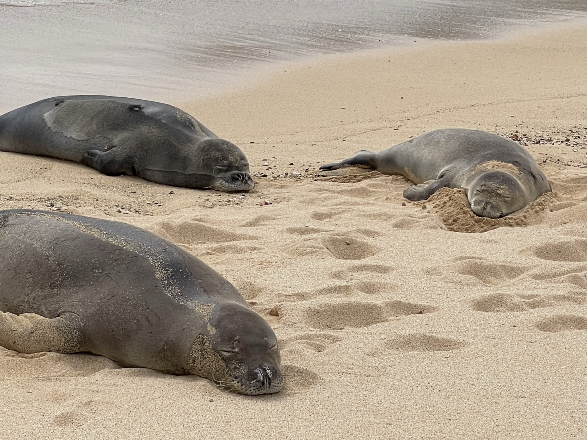 Seals resting