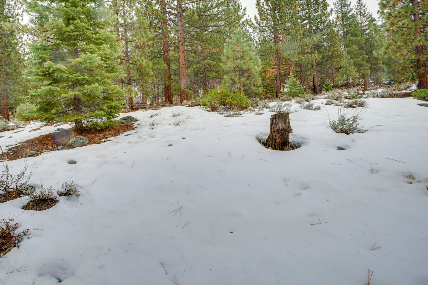 The backyard has lots of open space and has a hill that is perfect for sledding.
