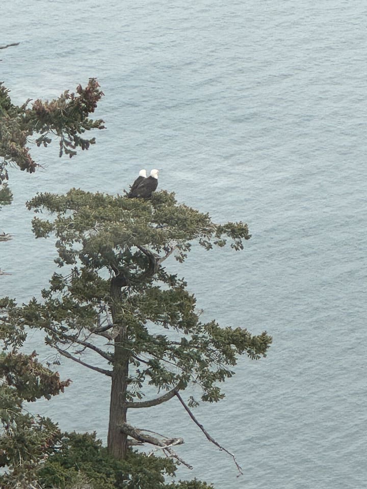 Bald Eagles