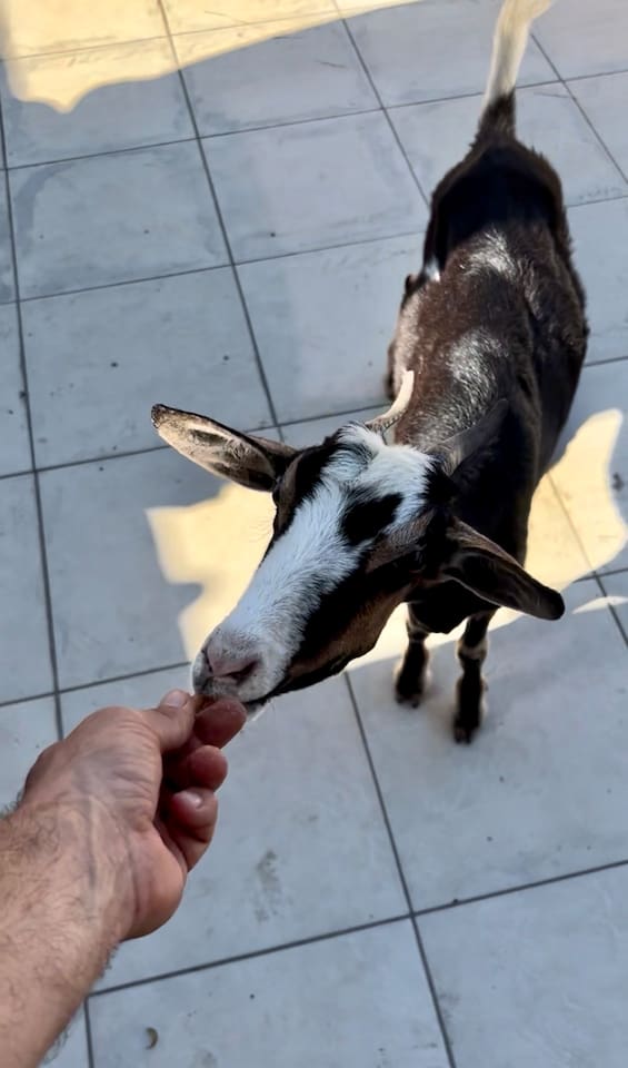 Occasionally you may get a visitor.  If you leave the driveway gate open, goats, roosters and dogs will stop by for a snack. 