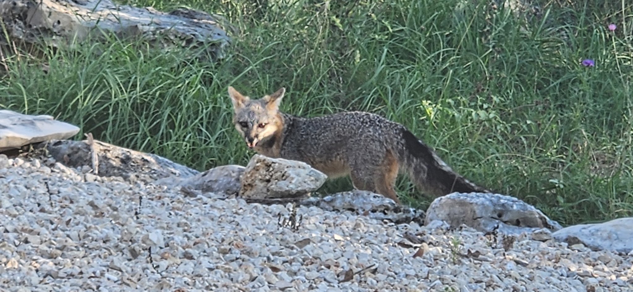 Foxes visit the property daily