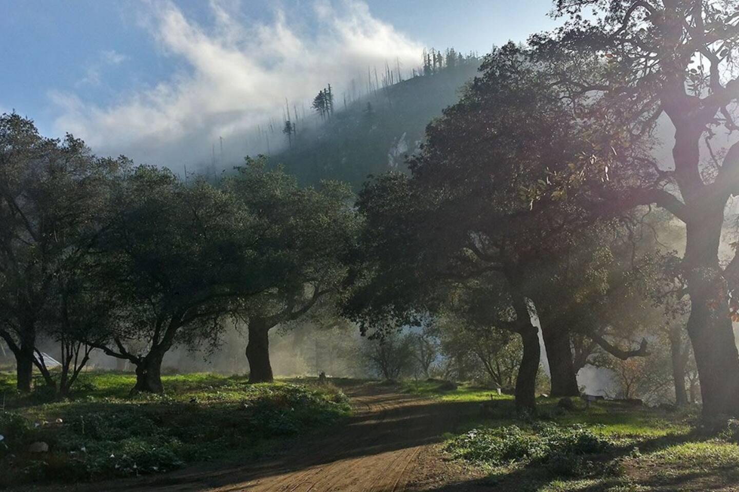 Trees