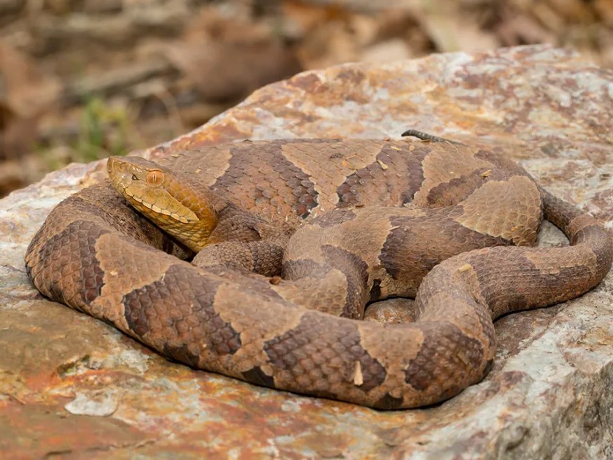 northern copperhead