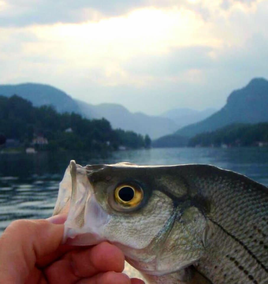 Great fishing in our lake and nearby Lake Lure!