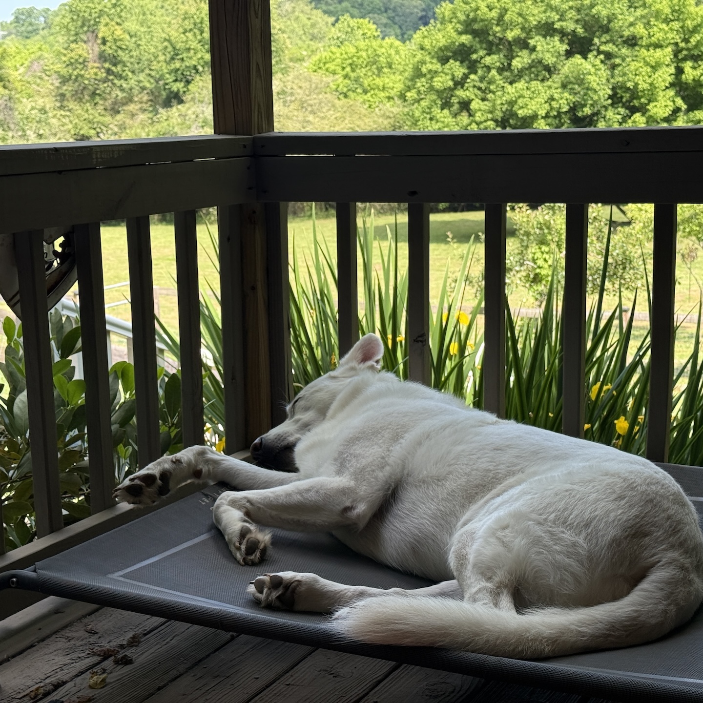Nap Time in the shade under the Ceiling Fan on Porch