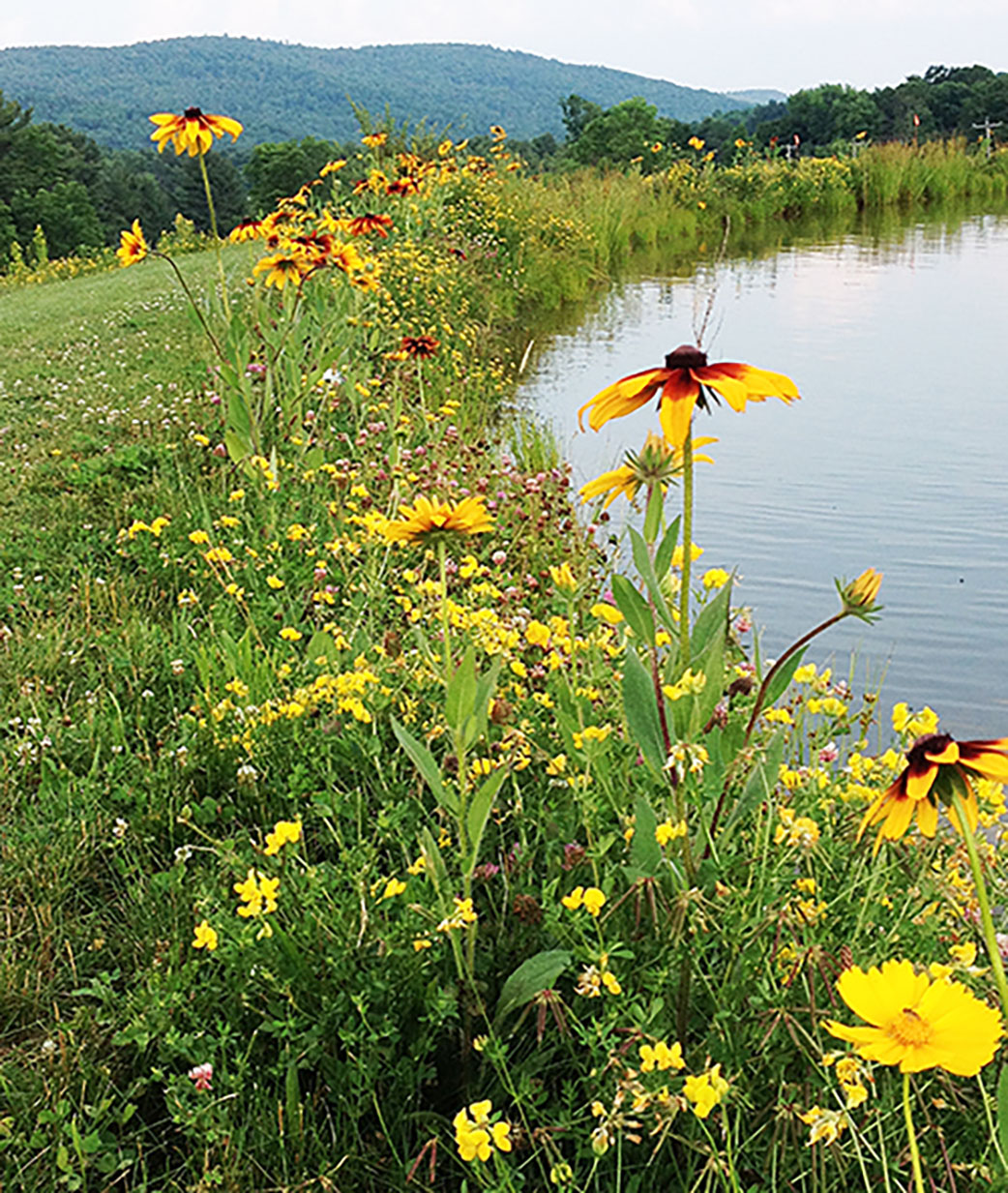 Flowers around the pond