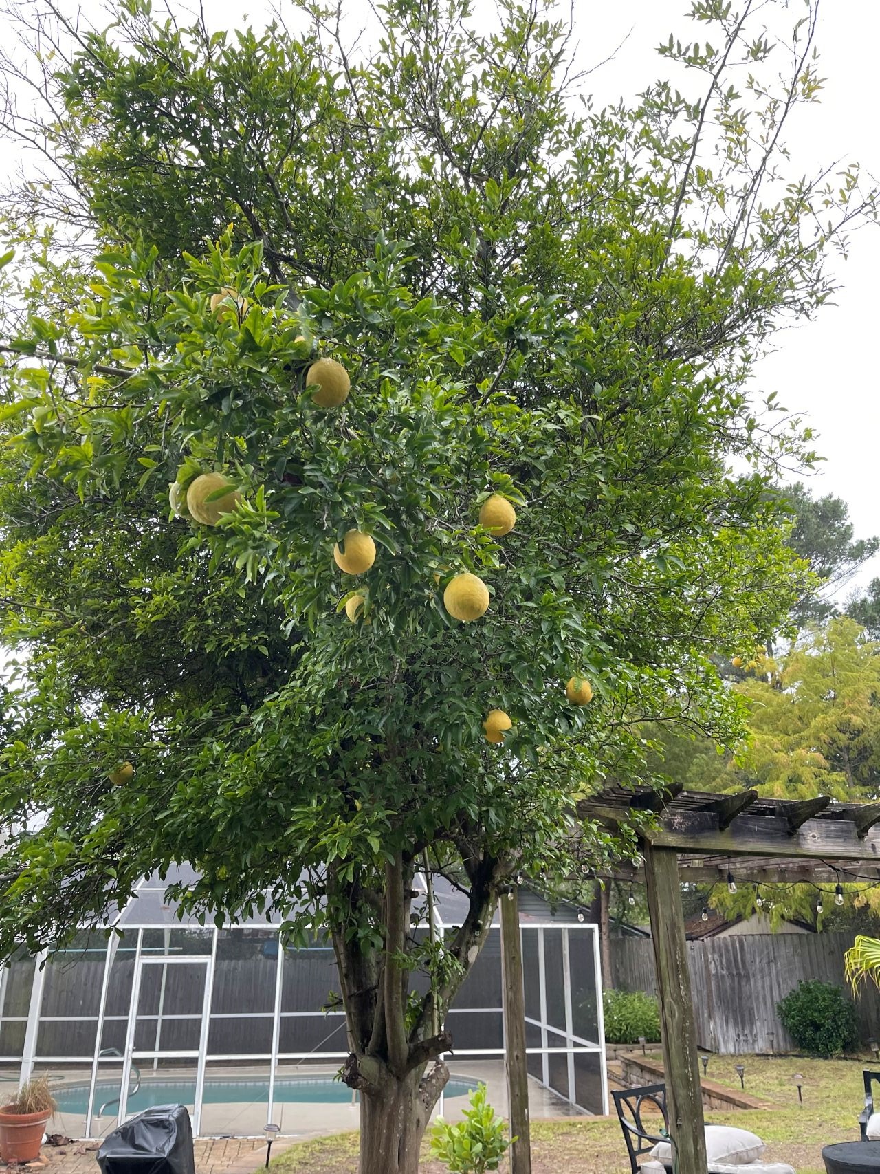 Our Lemon Tree!