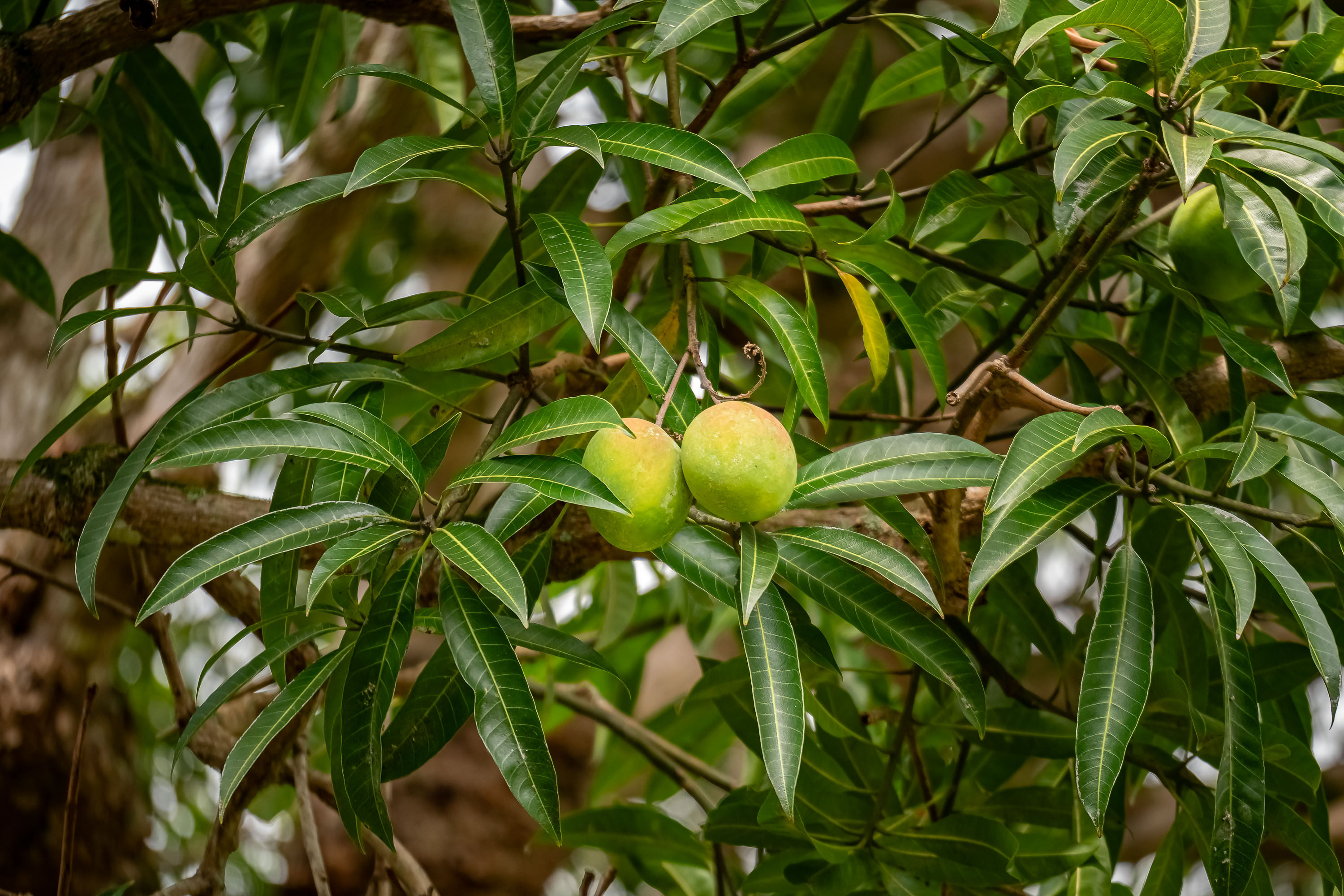 mango