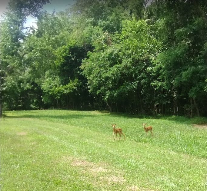 Enjoy peaceful views and watch for deer roaming the property