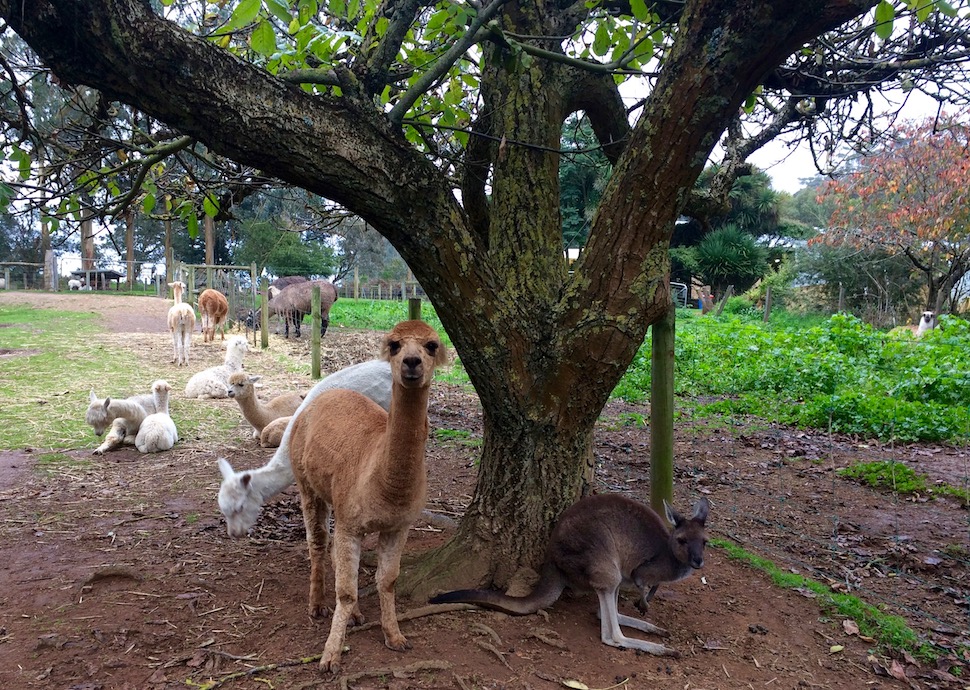 Denmark Alpaca Farm