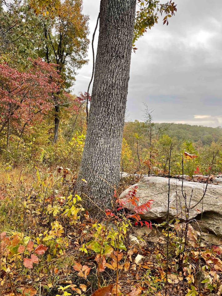 There’s nothing like the October colors in our little slice of the forest. Fall foliage just hits different in Newton County.  