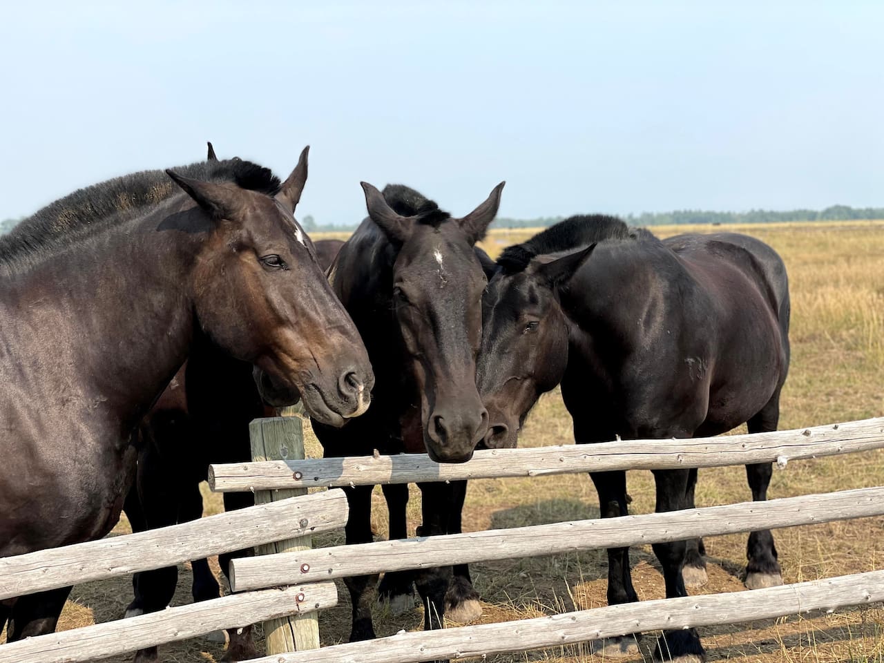 Enjoy horseback riding, just a few miles away!  Soak in the beauty of the surrounding countryside, where you may spot nearby horses up close, adding a special and memorable touch to your stay.