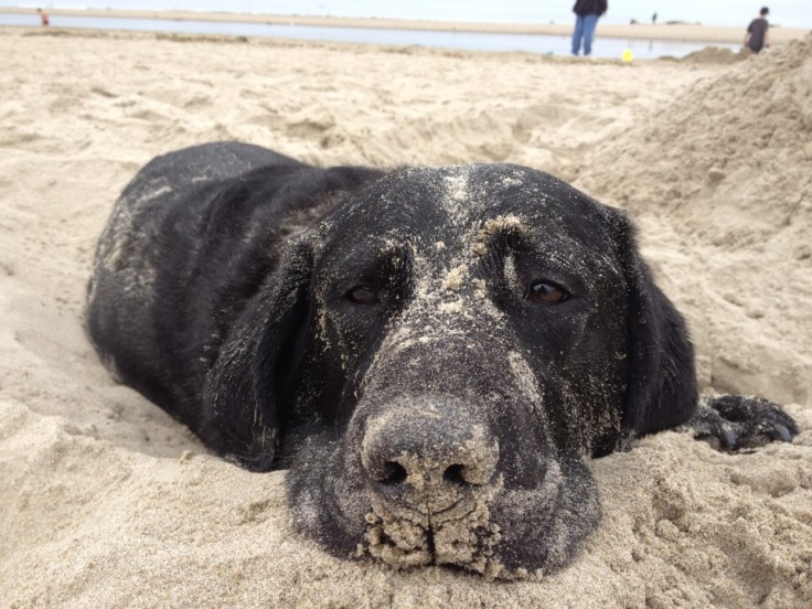 Don’t forget your pup—they’ll enjoy every sandy, splashy moment!