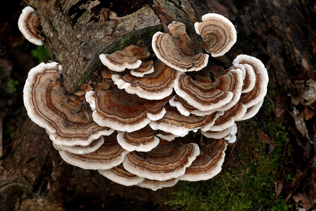 tukey tail mushroom on a log