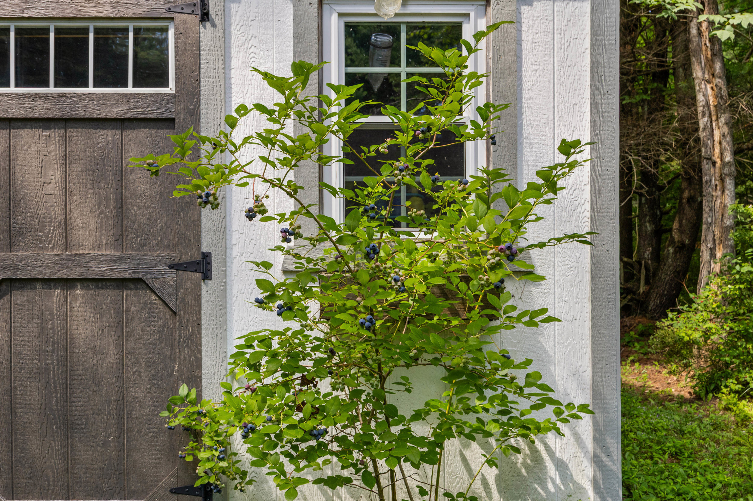 2 blueberry bushes