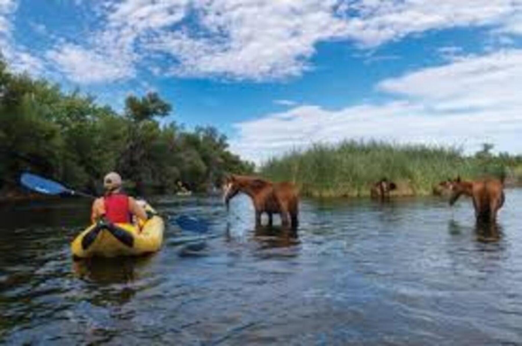 Paddle alongside wild horses in a once-in-a-lifetime desert river experience that brings the magic of Arizona to life.