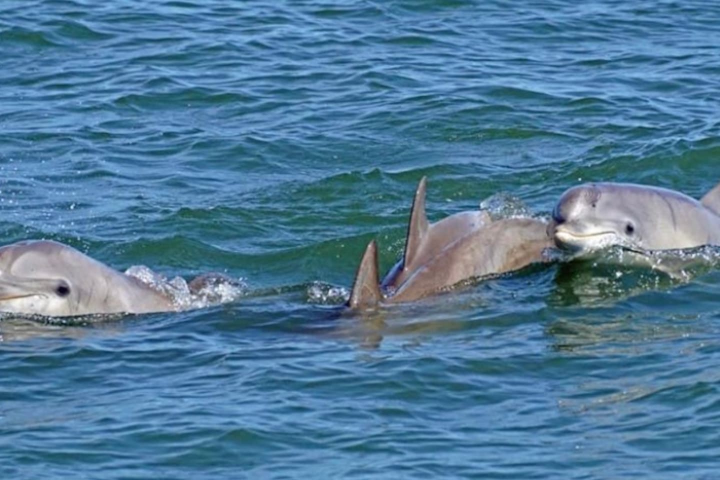 This exciting encounter showcases the local marine life, offering guests a chance to experience nature's beauty firsthand.