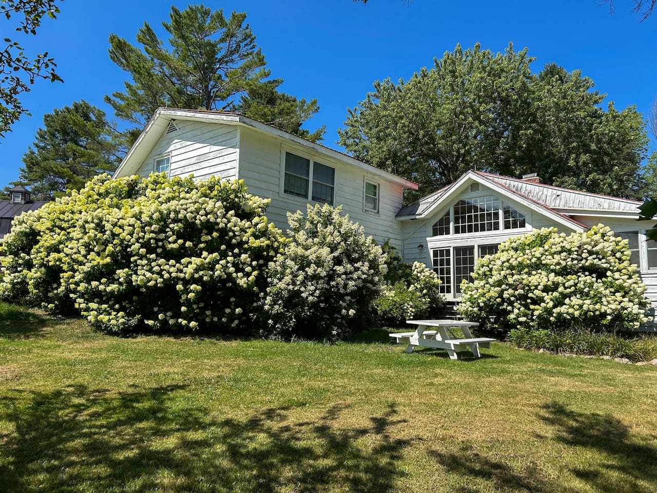 Mature hydrangeas surround the property -- shown here in full bloom!