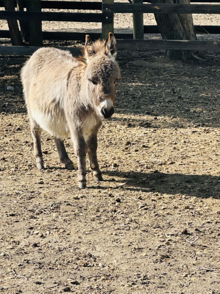 Donkey