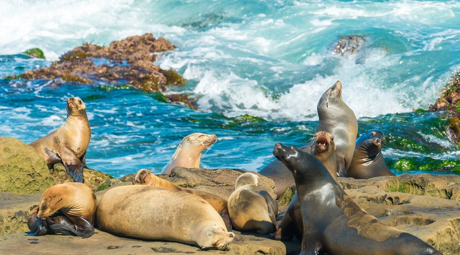 11 miles away from La Jolla Cove, a favorite spot for children and adults alike to hear the seals and sea lions and view them basking in the sun